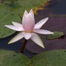 Water lily